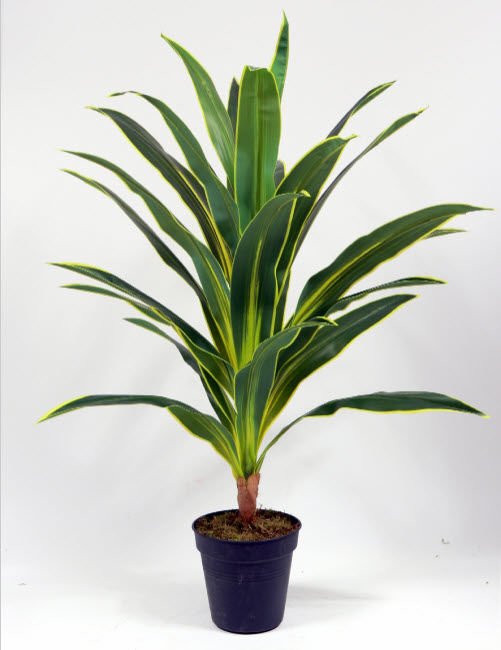Yucca 100cm Yucca 100cm