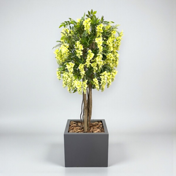 Wisteria 200cm