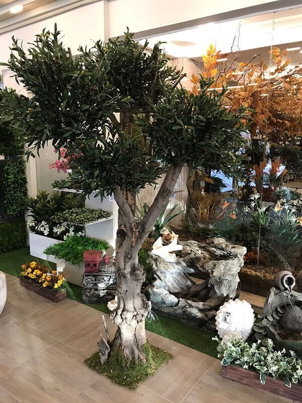 Zeytin Ağacı 220 cm Doğal Gövdeli Zeytin Ağacı 220cm