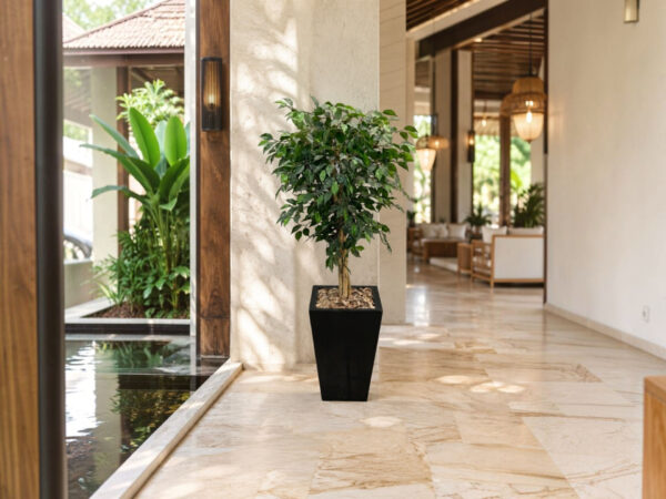 180 cm Yapay Ficus Ağacı – Siyah Fiber Saksılı