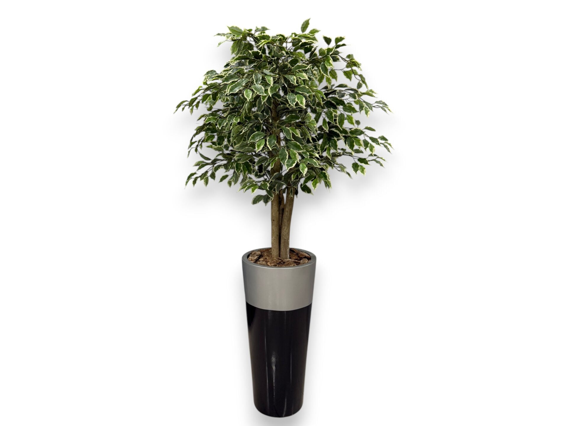 Yapay Ficus Ağacı Alacalı Doğal Gövdeli 180 cm Doğal Gövdeli Alacalı Ficus Yapay Ağacı 180 cm – Fiberglass Saksılı