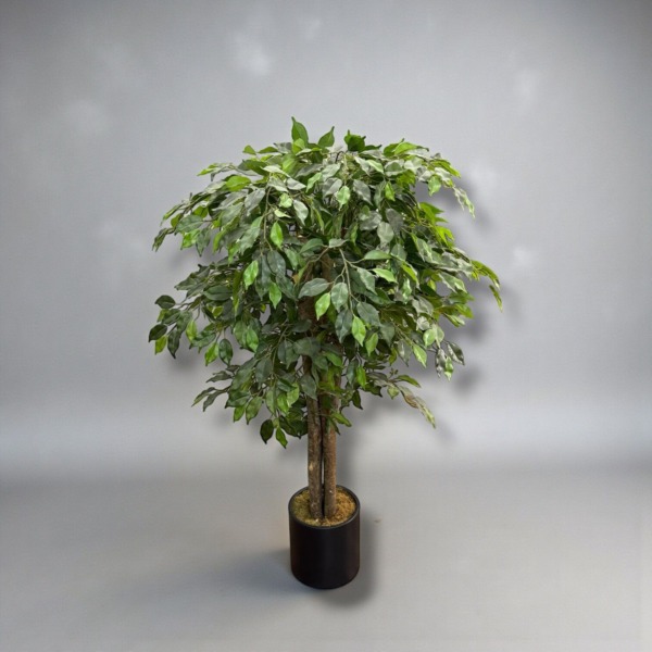Ficus Ağacı Saksılı 160cm